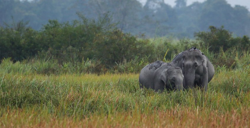 Wildlife Elephant Trip & Tours_ Curating Experiences