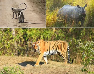 Indian & African Wildlife Tour_Curating Experiences