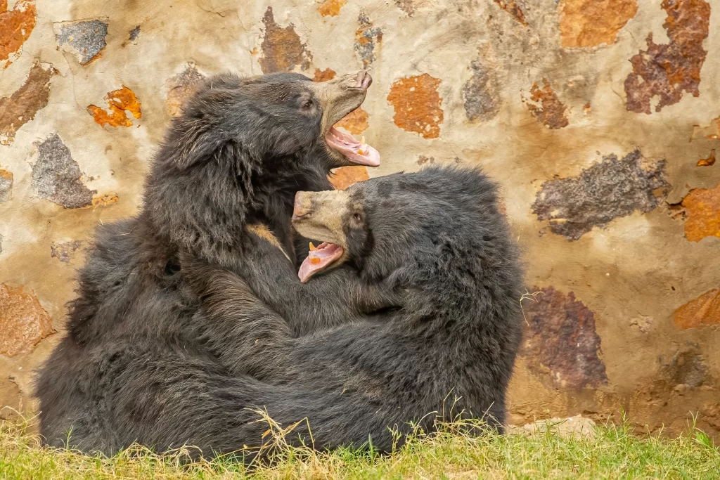 Daroji Sloth Bear Sanctuary, Karnataka_India Trip & Tour By Curating Experiences